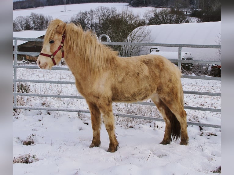 Caballos islandeses Semental 5 años 141 cm Palomino in Saarland