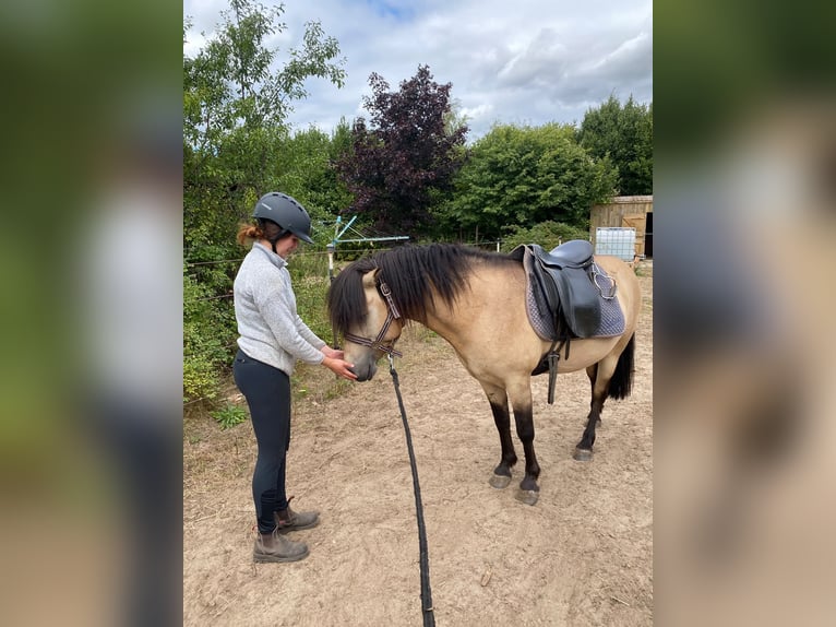 Caballos islandeses Semental 5 años 142 cm  in NehmsBlunk