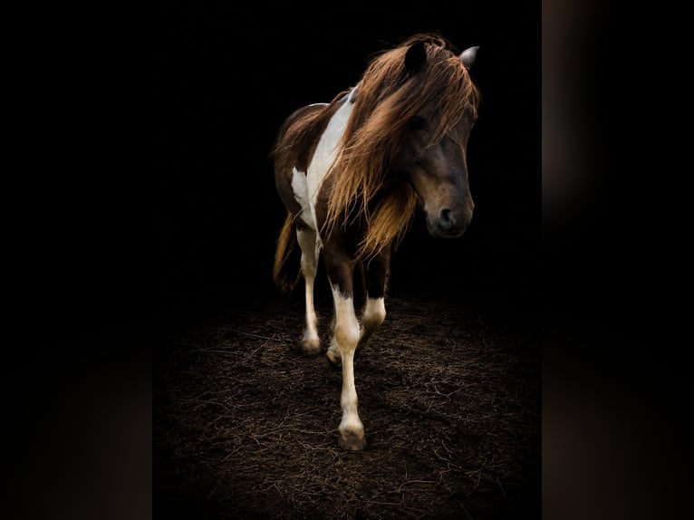 Caballos islandeses Semental 5 años 142 cm Pío in Blunk