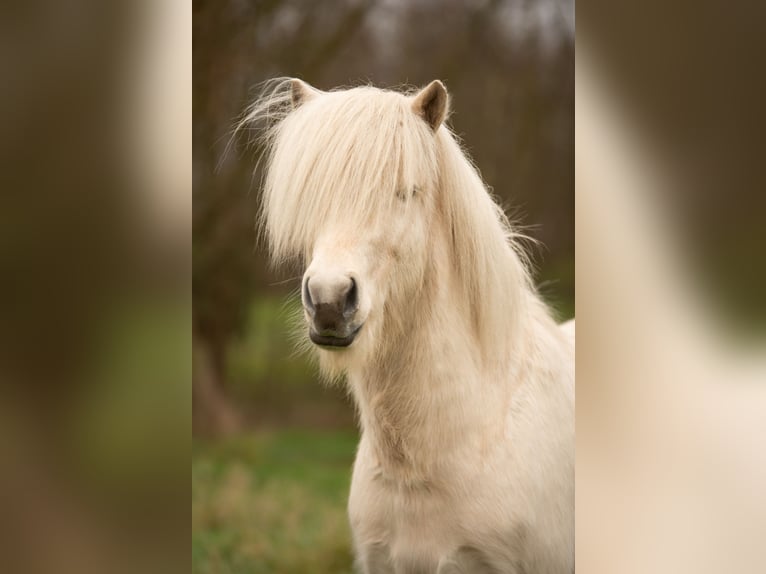 Caballos islandeses Semental 5 años 146 cm Palomino in Wetteren