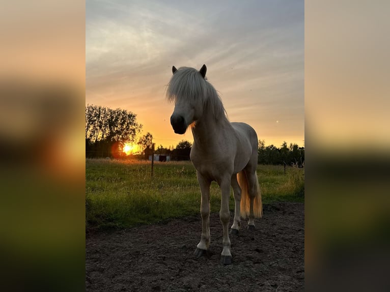 Caballos islandeses Semental 5 años 146 cm Palomino in Wetteren