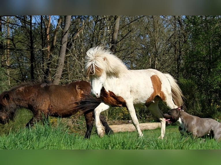 Caballos islandeses Semental 6 años 139 cm Tovero-todas las-capas in GOVEN