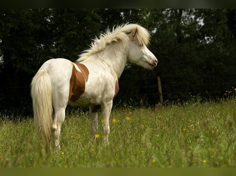 Caballos islandeses Semental 6 años 139 cm Tovero-todas las-capas in GOVEN