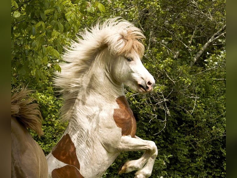 Caballos islandeses Semental 6 años 139 cm Tovero-todas las-capas in GOVEN