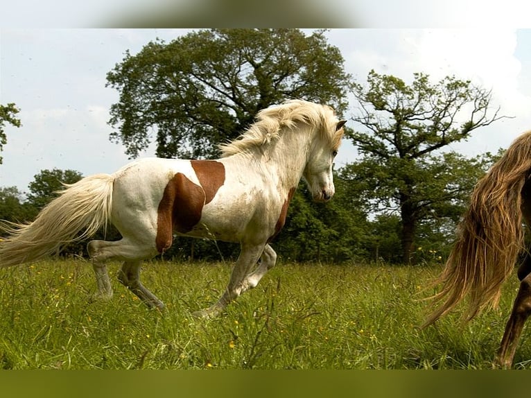 Caballos islandeses Semental 6 años 139 cm Tovero-todas las-capas in GOVEN