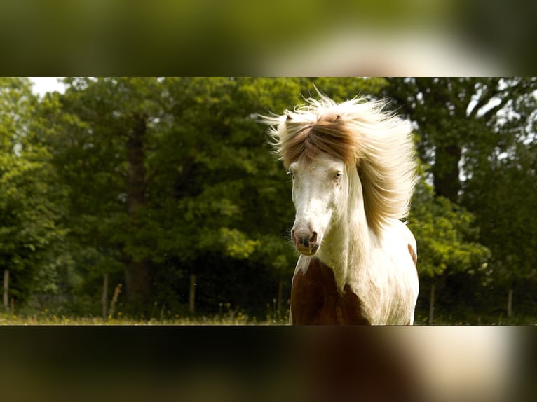 Caballos islandeses Semental 6 años 139 cm Tovero-todas las-capas in GOVEN