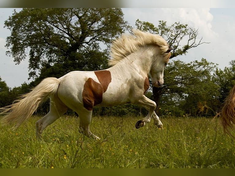 Caballos islandeses Semental 6 años 139 cm Tovero-todas las-capas in GOVEN