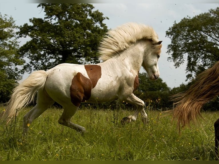 Caballos islandeses Semental 6 años 139 cm Tovero-todas las-capas in GOVEN