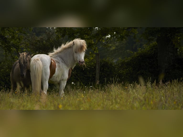 Caballos islandeses Semental 6 años 139 cm Tovero-todas las-capas in GOVEN