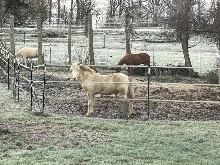 Caballos islandeses Semental 6 años 147 cm Cremello in Hardheim