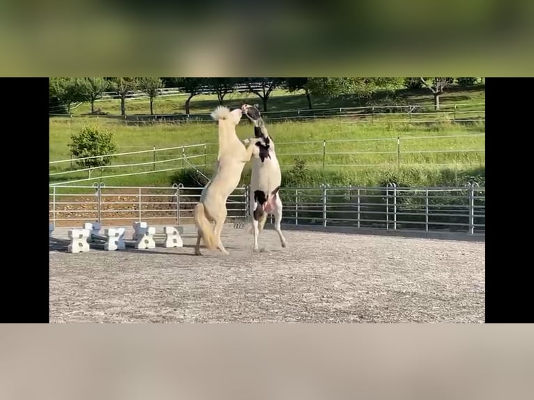 Caballos islandeses Semental 6 años 147 cm Cremello in Hardheim