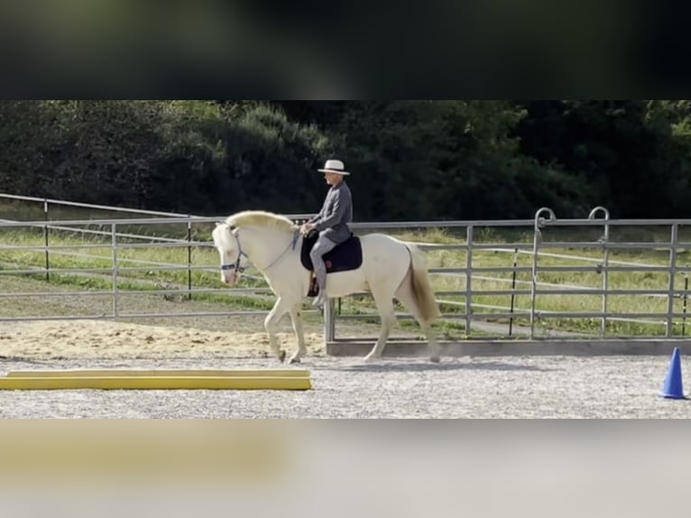 Caballos islandeses Semental 6 años 147 cm Cremello in Hardheim