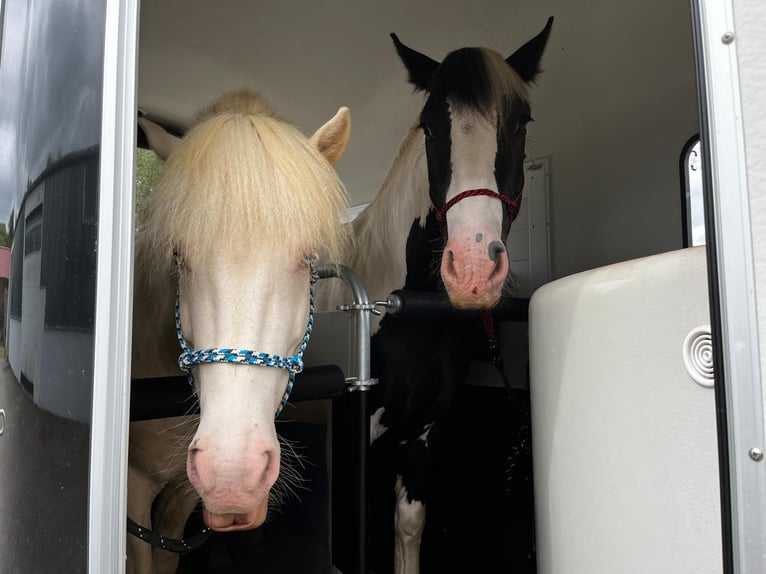 Caballos islandeses Semental 6 años 147 cm Cremello in Hardheim