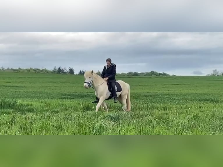 Caballos islandeses Semental 6 años 147 cm Cremello in Hardheim