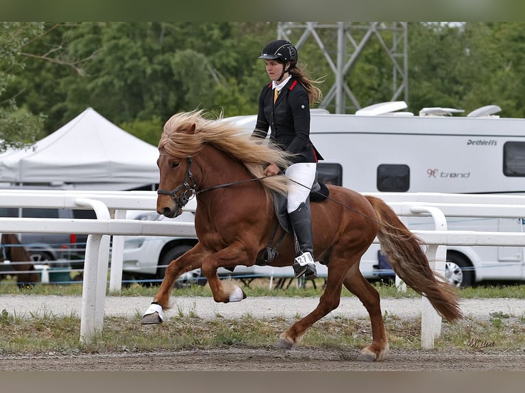 Caballos islandeses Semental 7 años 141 cm Alazán in Fronreute