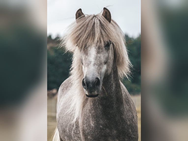 Caballos islandeses Semental 7 años 145 cm Tordo in Seedorf