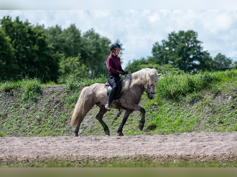 Caballos islandeses Semental 7 años 145 cm Tordo in Seedorf