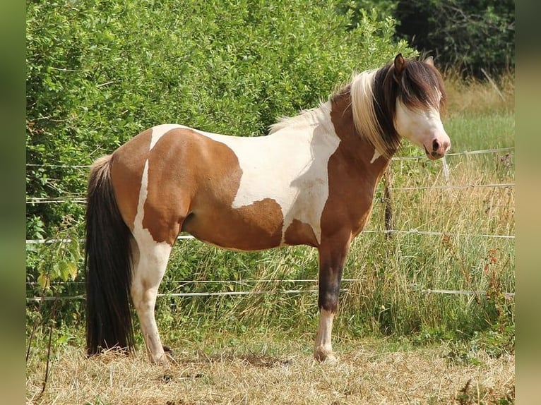 Caballos islandeses Semental 8 años 137 cm Bayo in Saarland