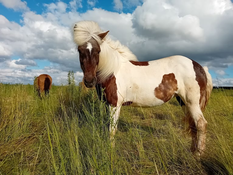 Caballos islandeses Semental 8 años 140 cm Pío in Euskirchen