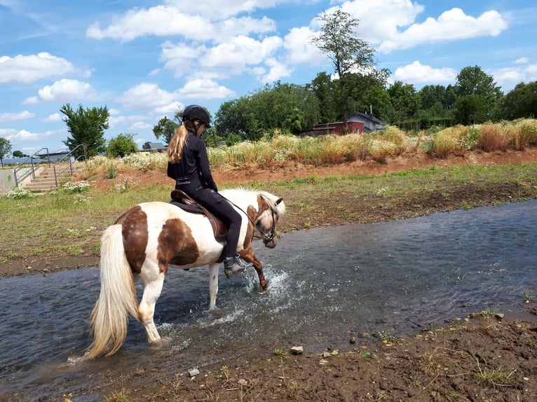 Caballos islandeses Semental 8 años 140 cm Pío in Euskirchen