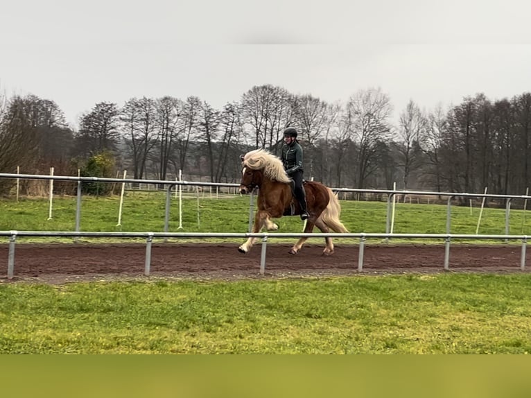 Caballos islandeses Semental 8 años 150 cm Alazán in Soltau