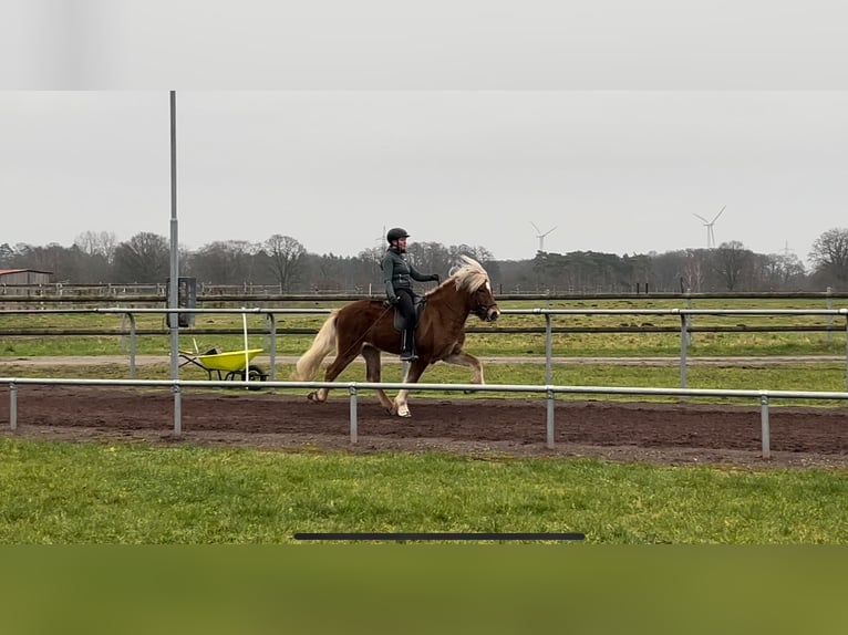 Caballos islandeses Semental 8 años 150 cm Alazán in Soltau