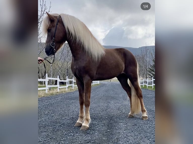 Caballos islandeses Semental 8 años 150 cm Alazán in Soltau