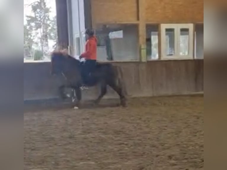 Caballos islandeses Semental 9 años 140 cm Alazán-tostado in Ha&#xDF;loch