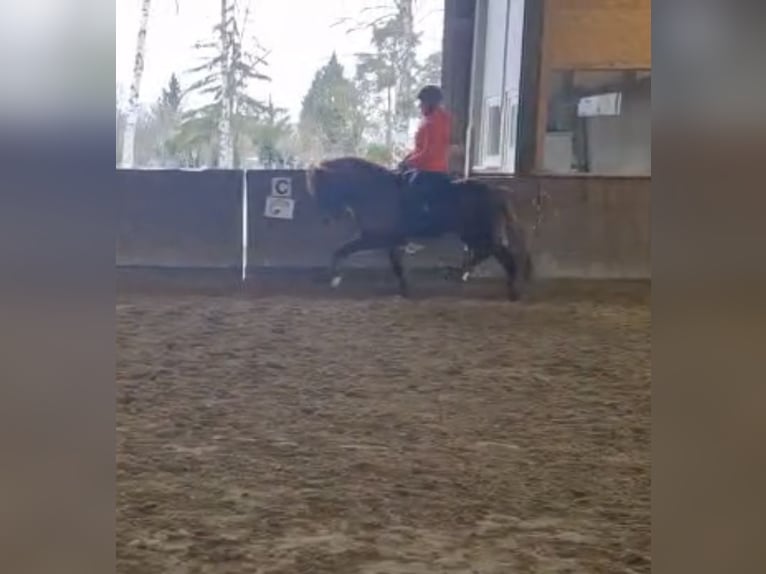 Caballos islandeses Semental 9 años 140 cm Alazán-tostado in Ha&#xDF;loch