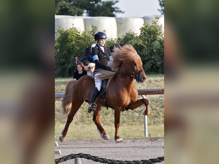 Caballos islandeses Semental Alazán in Feldkirchen-Westerham