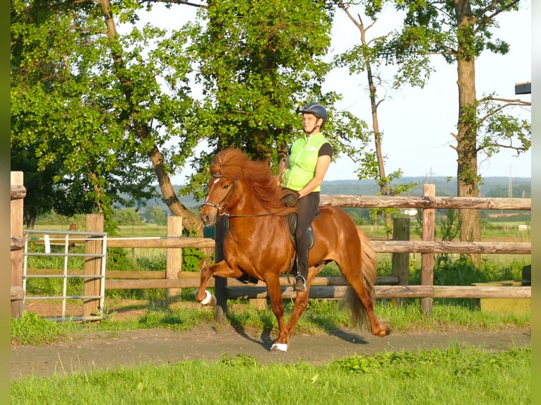 Caballos islandeses Semental Alazán in Euskirchen