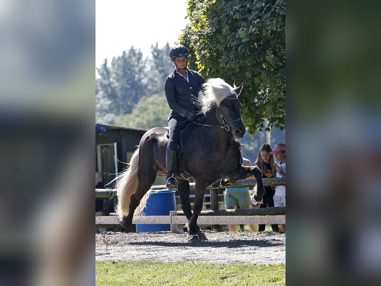 Caballos islandeses Semental  in Euskirchen