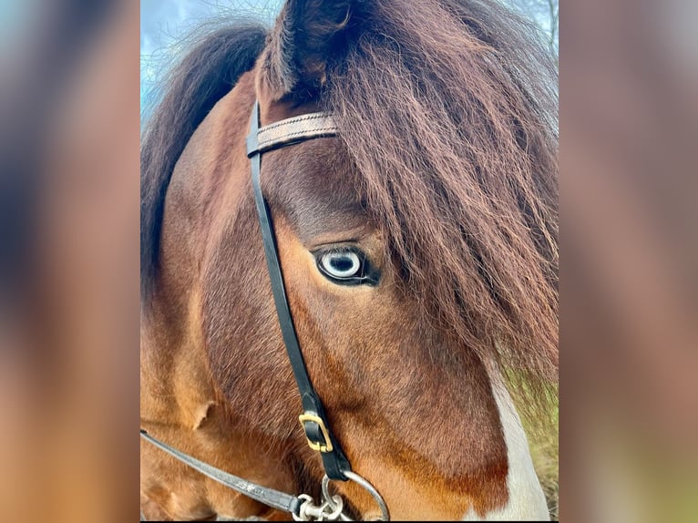 Caballos islandeses Semental Castaño in Lebach