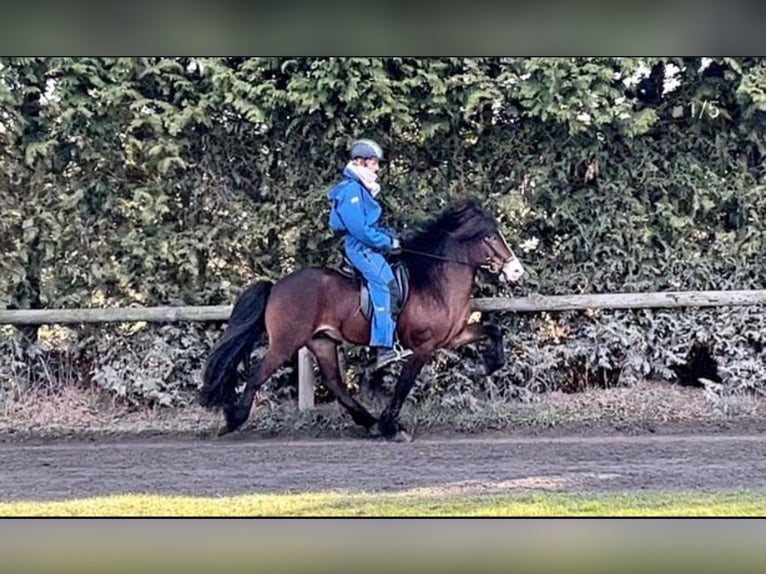 Caballos islandeses Semental Castaño in Lebach