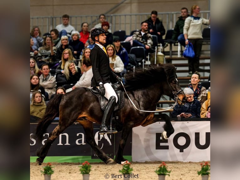 Caballos islandeses Semental Castaño in Euskirchen
