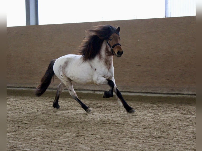 Caballos islandeses Semental Castaño-ruano in Wildflecken