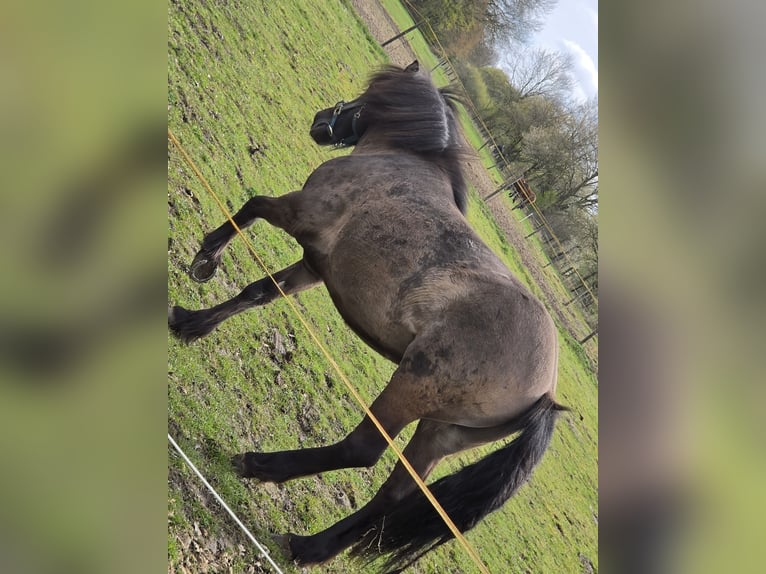 Caballos islandeses Semental Negro in Bielefeld