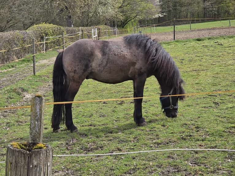 Caballos islandeses Semental Negro in Bielefeld