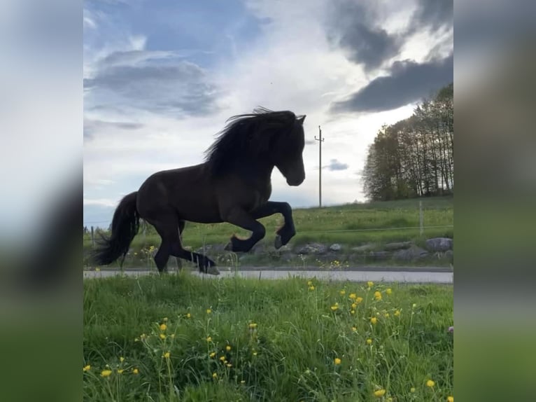 Caballos islandeses Semental Negro in Gestratz