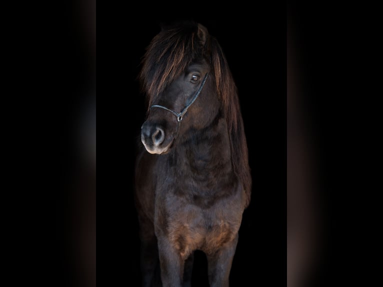 Caballos islandeses Semental Negro in Euskirchen