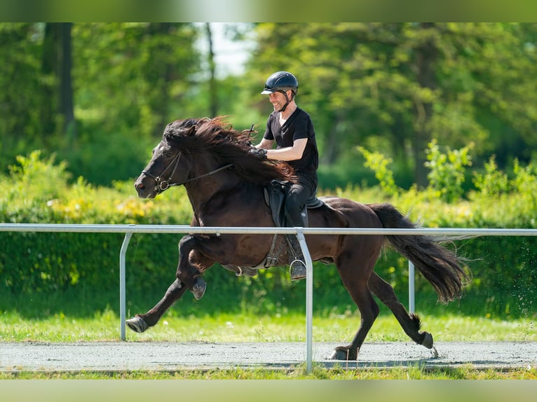 Caballos islandeses Semental Negro in Lochen am See