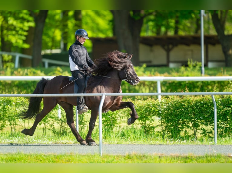 Caballos islandeses Semental Negro in Lochen am See