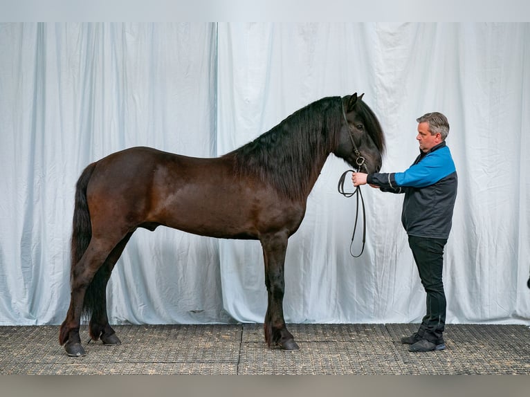 Caballos islandeses Semental Negro in Lochen am See