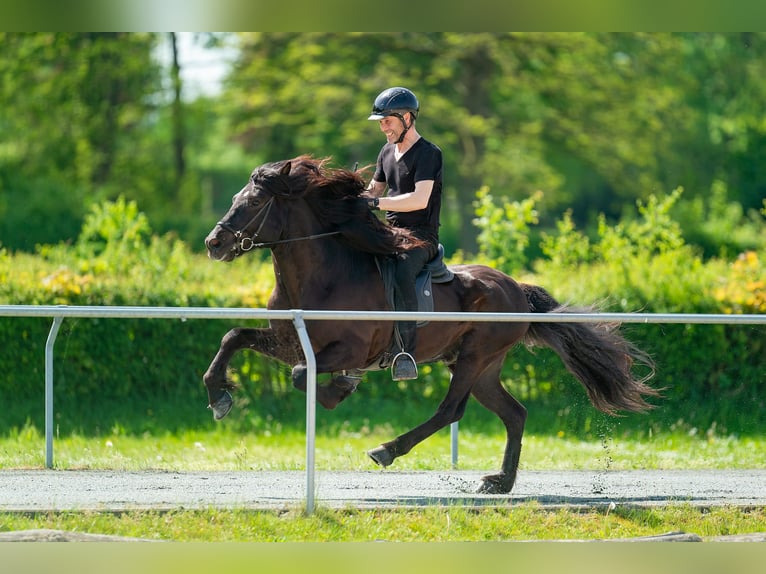 Caballos islandeses Semental Negro in Lochen am See