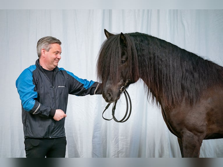 Caballos islandeses Semental Negro in Lochen am See