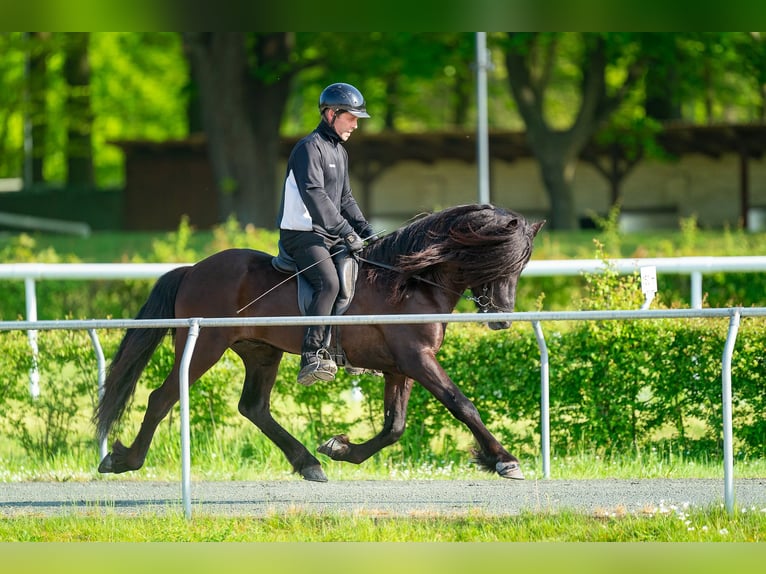 Caballos islandeses Semental Negro in Lochen am See