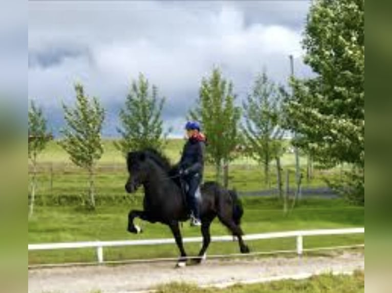 Caballos islandeses Semental Negro in Crailsheim