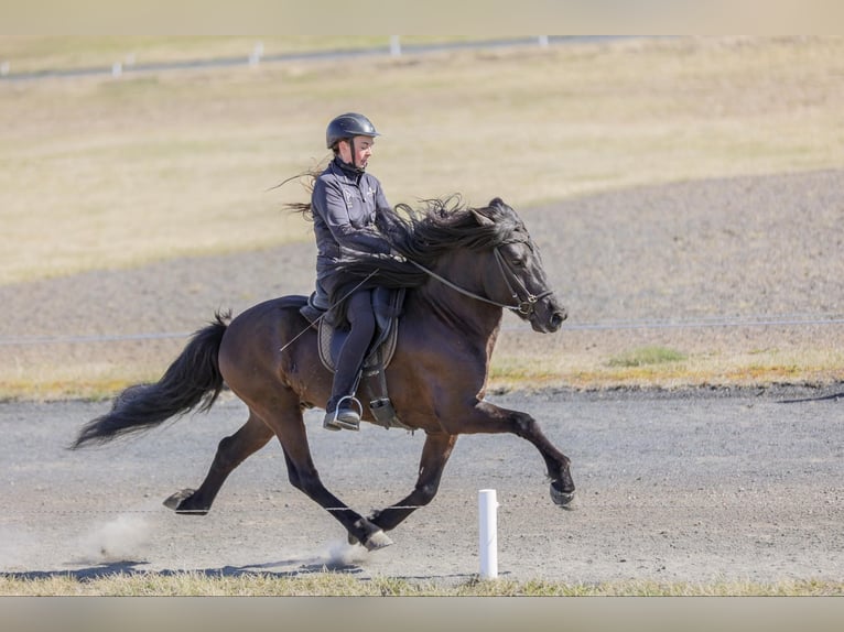 Caballos islandeses Semental Negro in Lochen am See