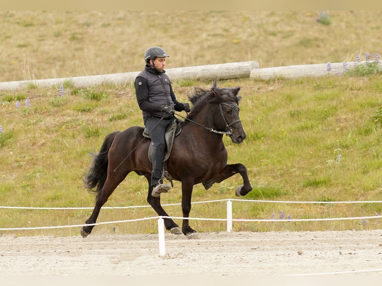Caballos islandeses Semental Negro in Lochen am See