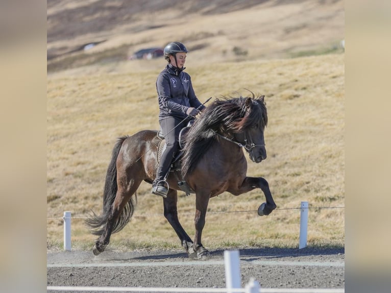 Caballos islandeses Semental Negro in Lochen am See